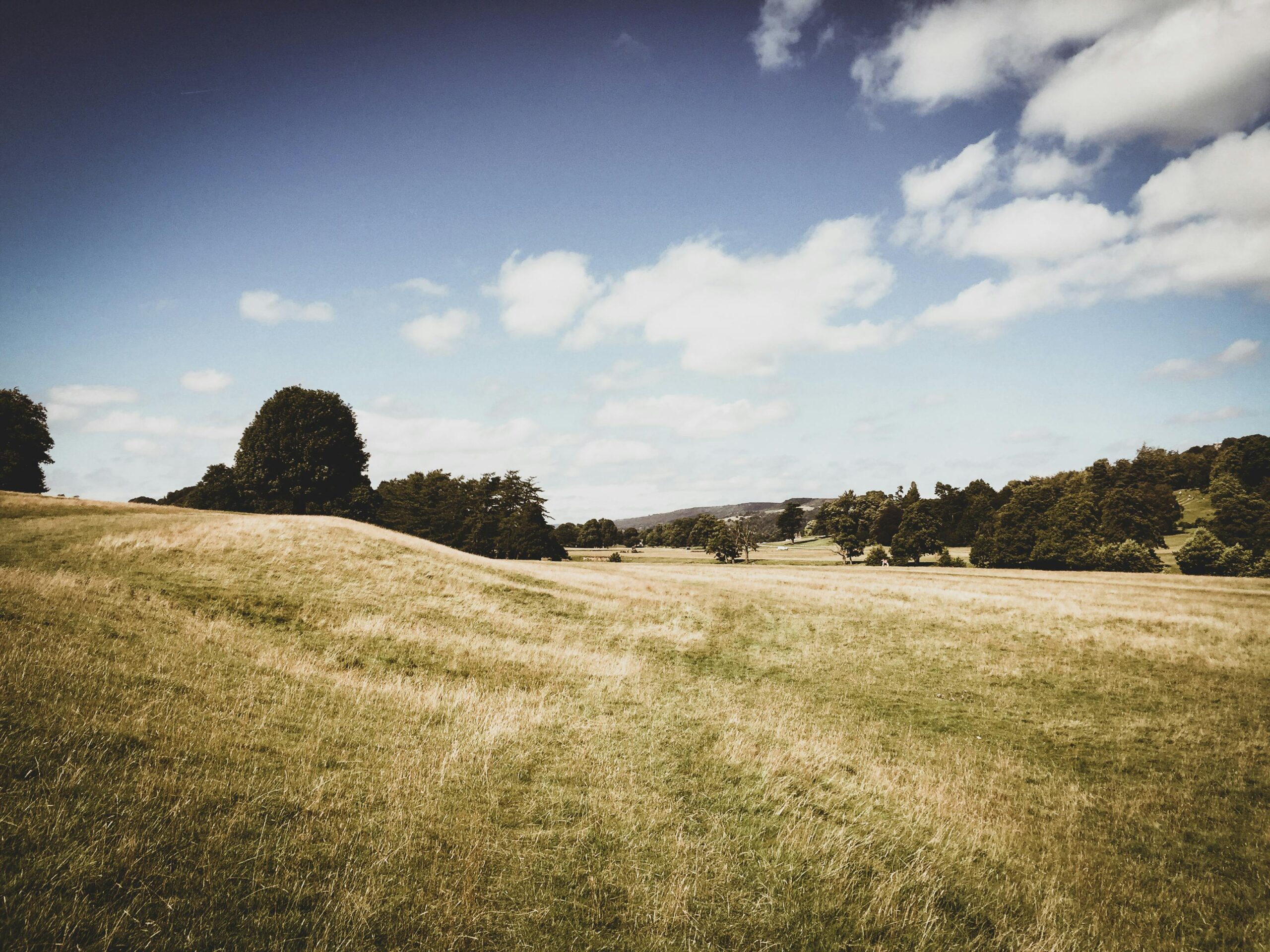 grass